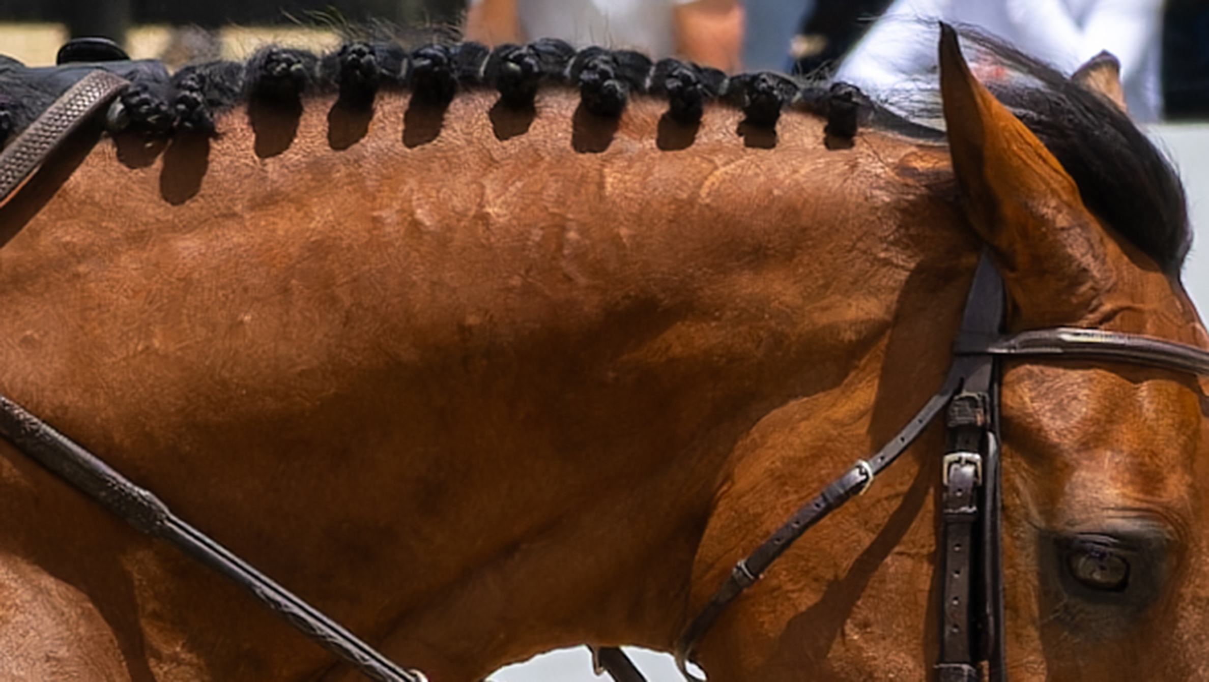 Horse Shows
